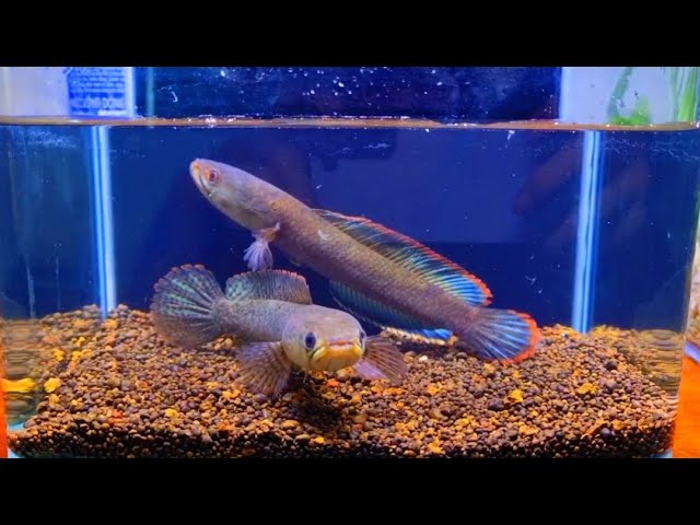 Cách Phân Biệt Cá Lóc Vây Xanh Trống Mái Gallery 2