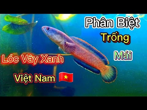 Cách Phân Biệt Cá Lóc Vây Xanh Trống Mái Gallery 1