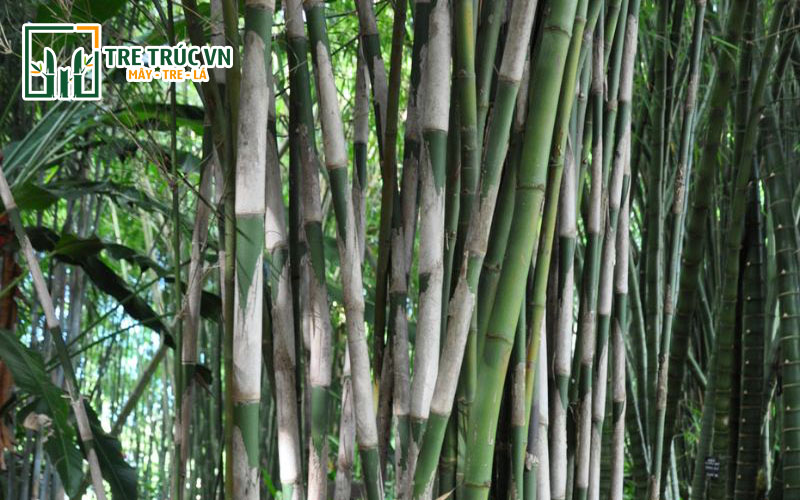 Tập Tầm Vông Là Gì? Gallery 1