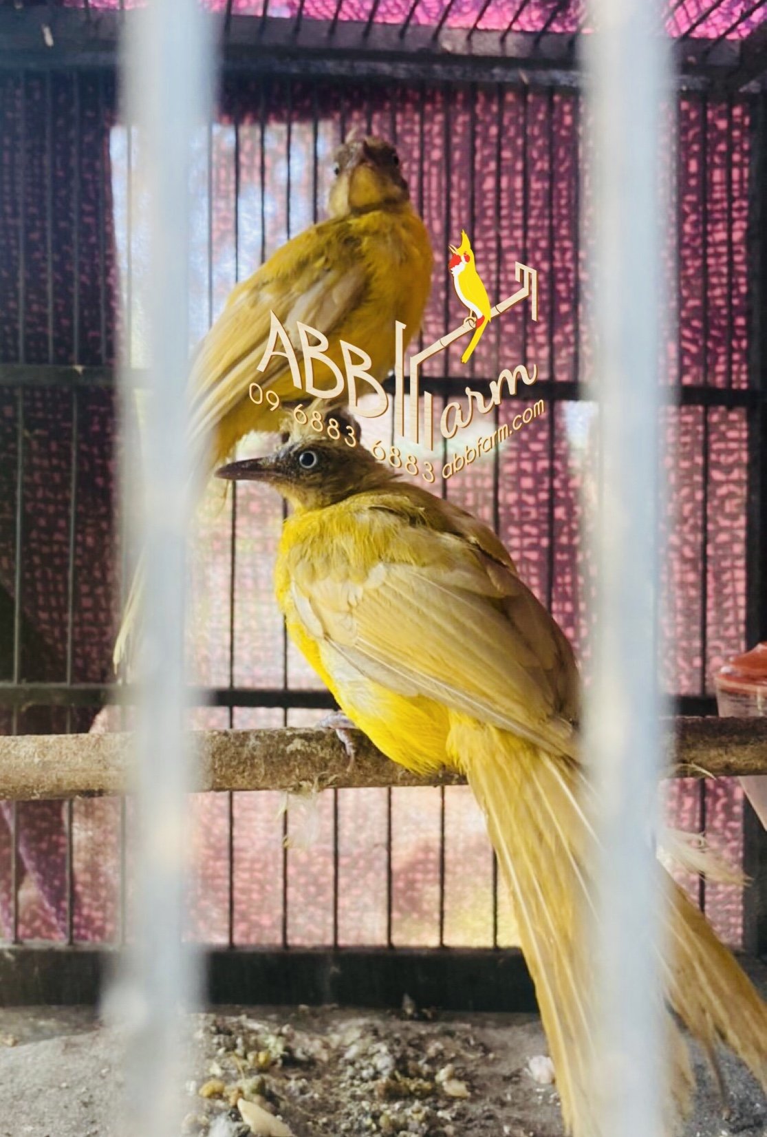 Chào Mào Đít Vàng Gallery 1
