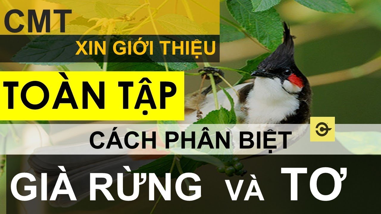 Chào Mào Già Rừng Gallery 1