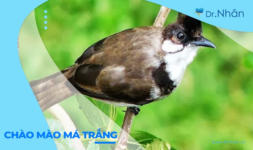 Chào Mào Má Trắng Là Gì? Gallery 1