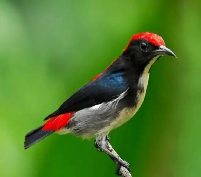 Chim Ốc Mít Mái Gallery 1