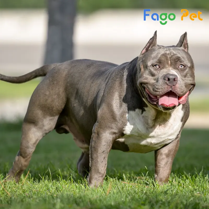 Chó Pitbull Mặt Xệ: Đặc Điểm, Tính Cách và Cách Chăm Sóc Gallery 1
