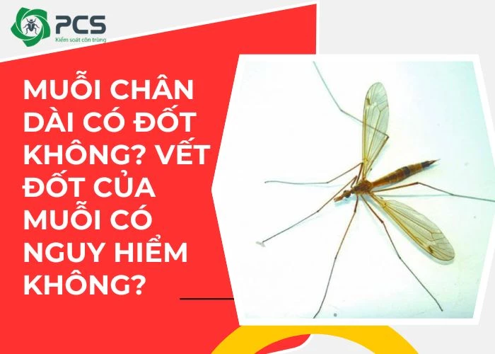 Muỗi chân dài có đốt không? Gallery 1