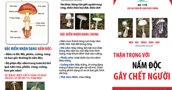 Nấm độc tán xanh Gallery 1