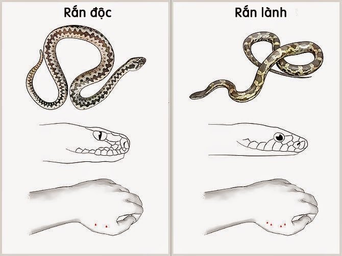 Rắn lục đầu nhọn Gallery 1