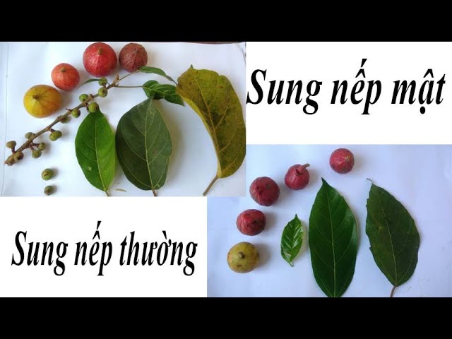 Sung nếp ruột màu gì? Gallery 2