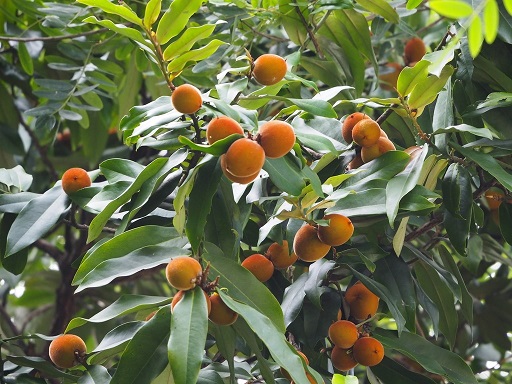 Cây Đào Hồng Nhung: Đặc điểm, ý nghĩa và cách chăm sóc Gallery 1