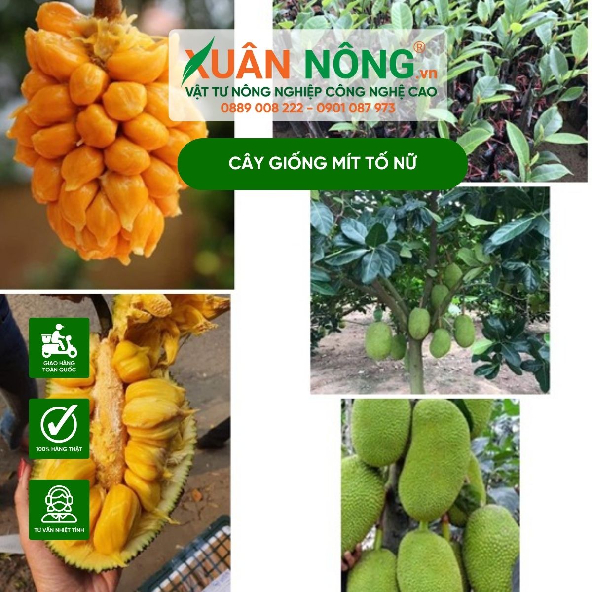 Cây Giống Mít Tố Nữ - Nguồn Cung Cấp Giống Chất Lượng Cao Gallery 1