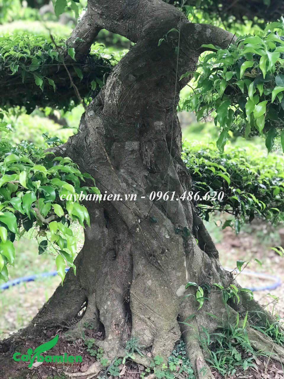 Cây Sanh Nam Điền Đẹp Gallery 1