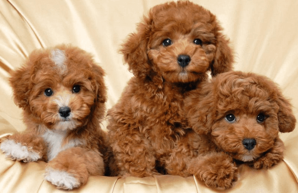 Chó Poodle của nước nào? Gallery 2