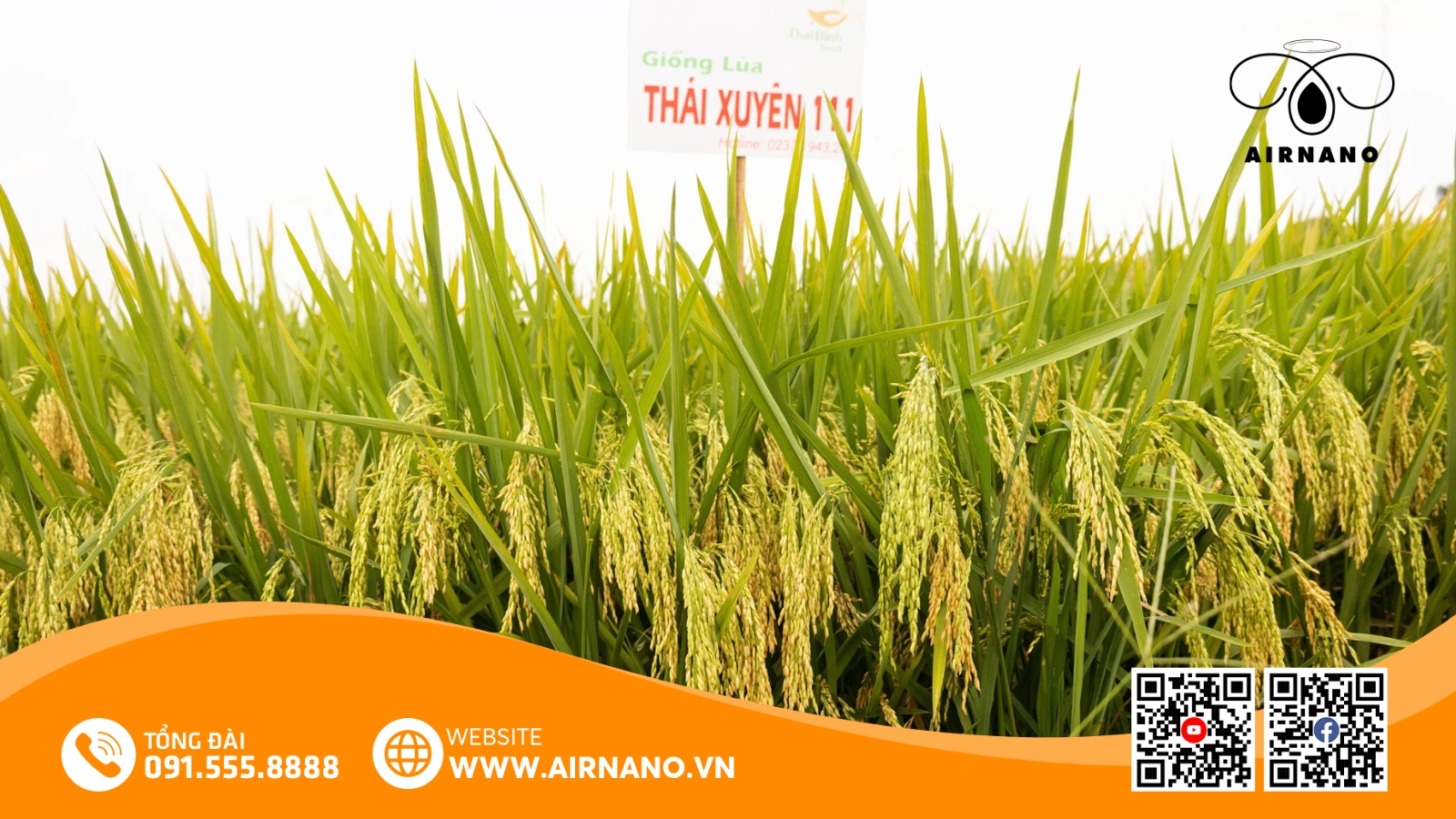 Giống Lúa Thái Xuyên 111: Năng Suất Cao, Chống Bệnh Tốt Gallery 1