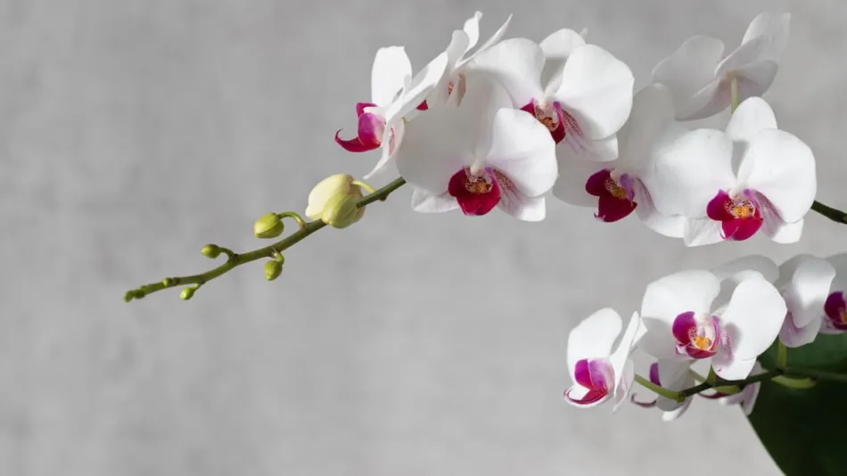 Hoa Lan: Vẻ đẹp quyến rũ và bí ẩn của loài hoa vương giả Gallery 1
