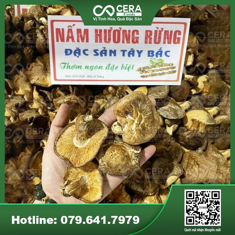 Nấm Hương Rừng Tây Bắc Gallery 1