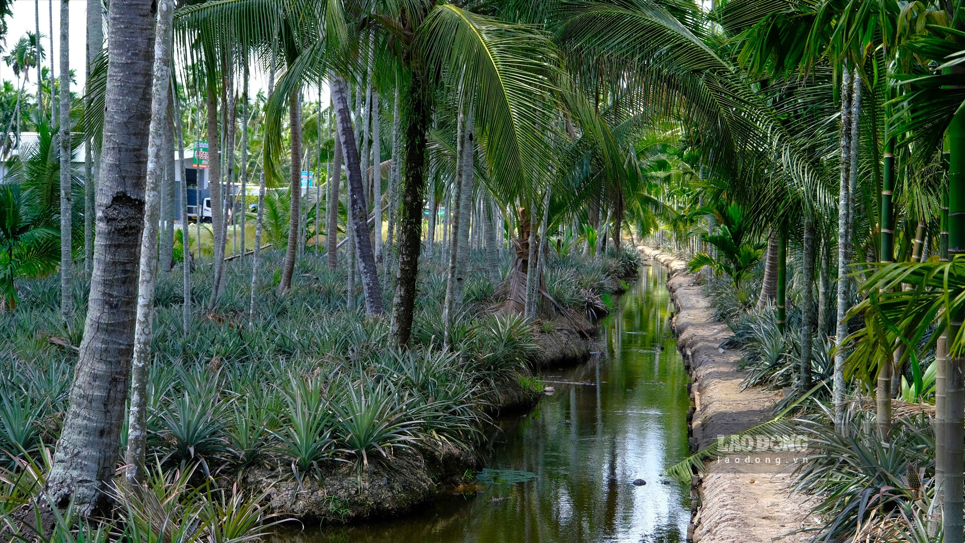 Tắc Cậu Châu Thành Kiên Giang Gallery 1