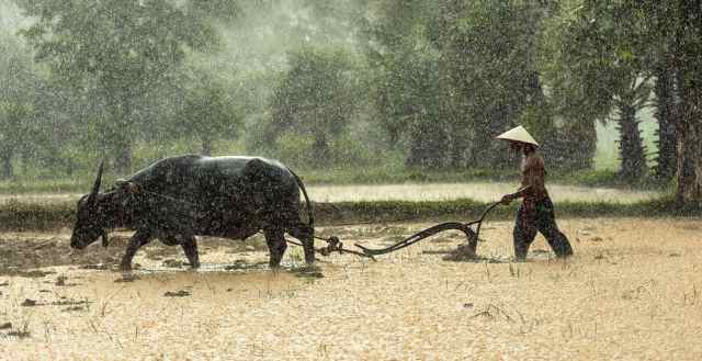 Văn Minh Lúa Nước: Nguồn Gốc, Đặc Điểm và Tầm Quan Trọng Gallery 2