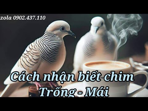 Phân Biệt Cu Vằn Trống Mái Gallery 1