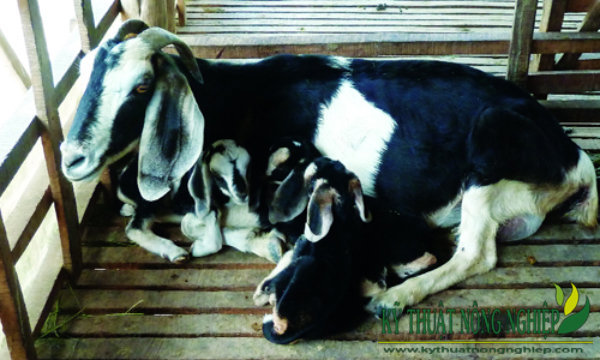 Hai Con Dê: Khám Phá Thế Giới Kỳ Diệu Của Loài Dê Gallery 1