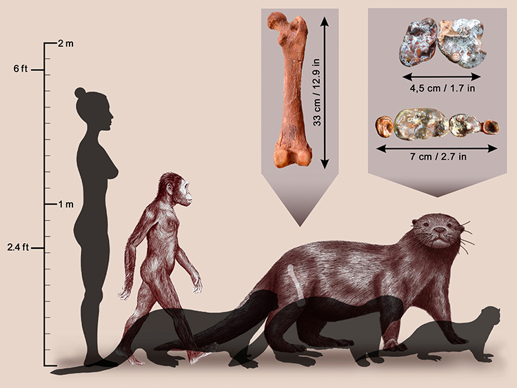 Rái Cá Khổng Lồ: Thông Tin Chi Tiết và Sự Thật Thú Vị Gallery 1