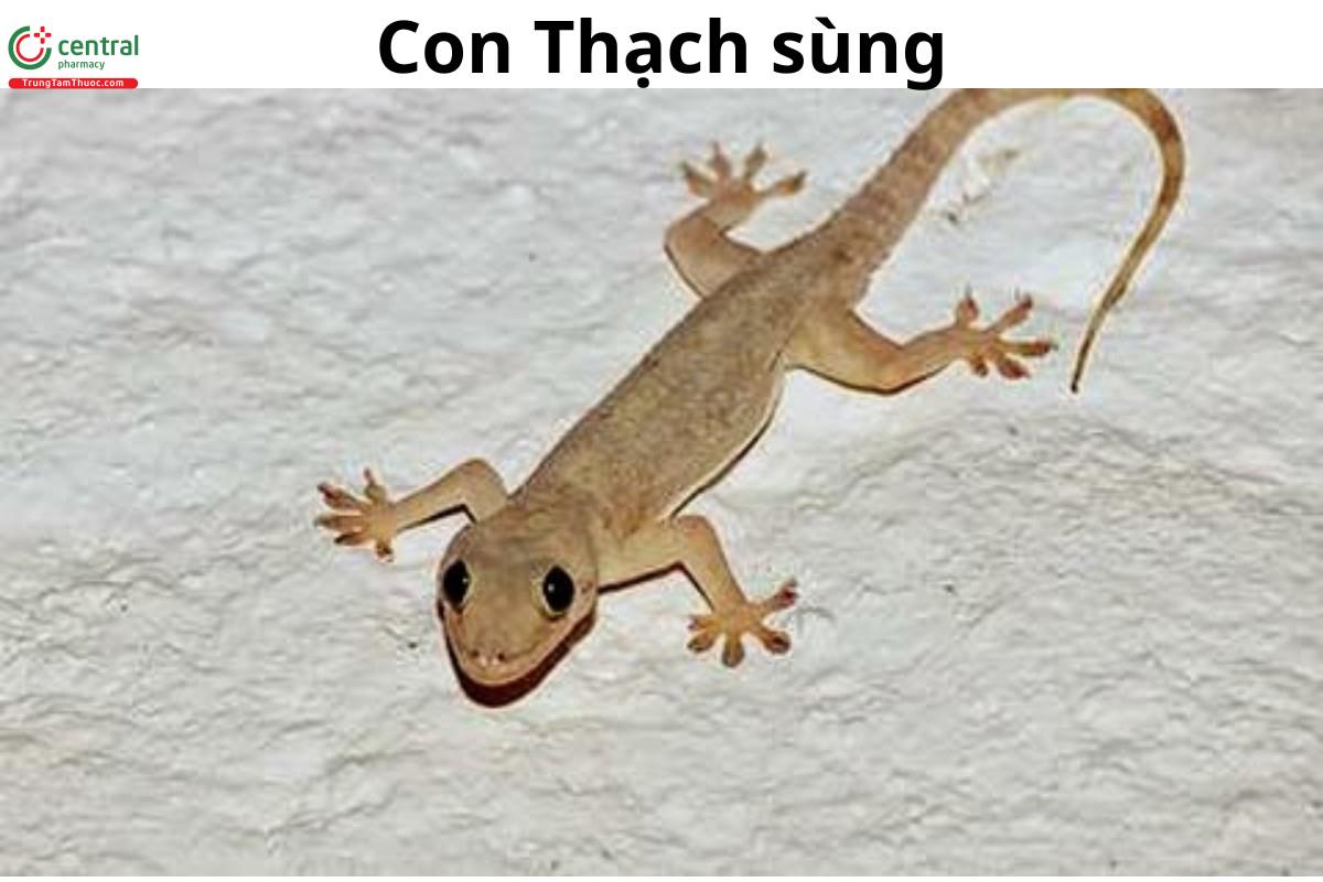 Thạch Thùng Hay Thạch Sùng? Gallery 2