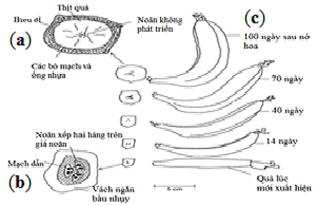 Phân tích cây chuối Gallery 2