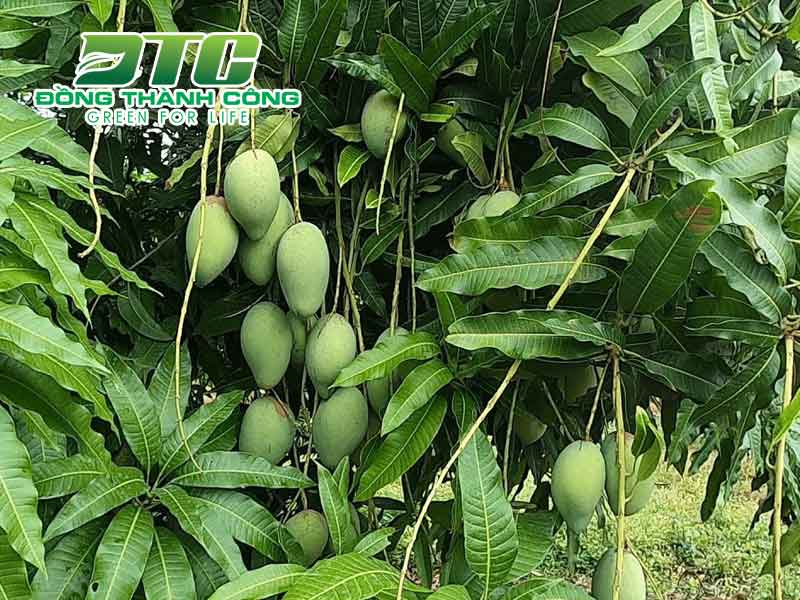 Đặc điểm cây xoài cần chú ý Gallery 1