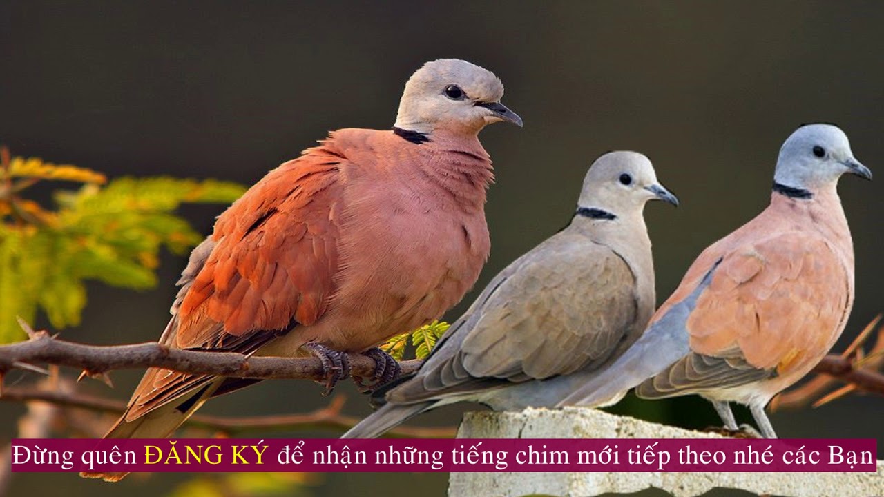 Tiếng Chim Cu Gói: Đặc Điểm, Ý Nghĩa Và Sự Thú Vị Gallery 1