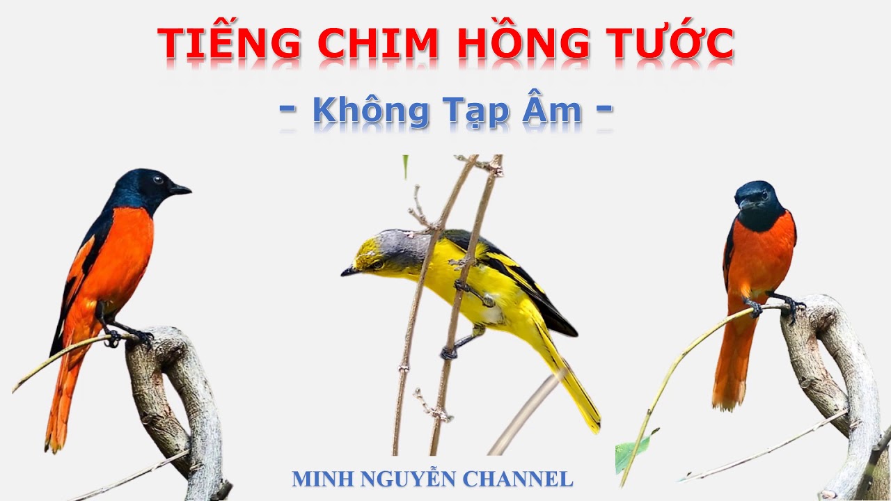 Tiếng Hót Chim Hồng Tước Gallery 1