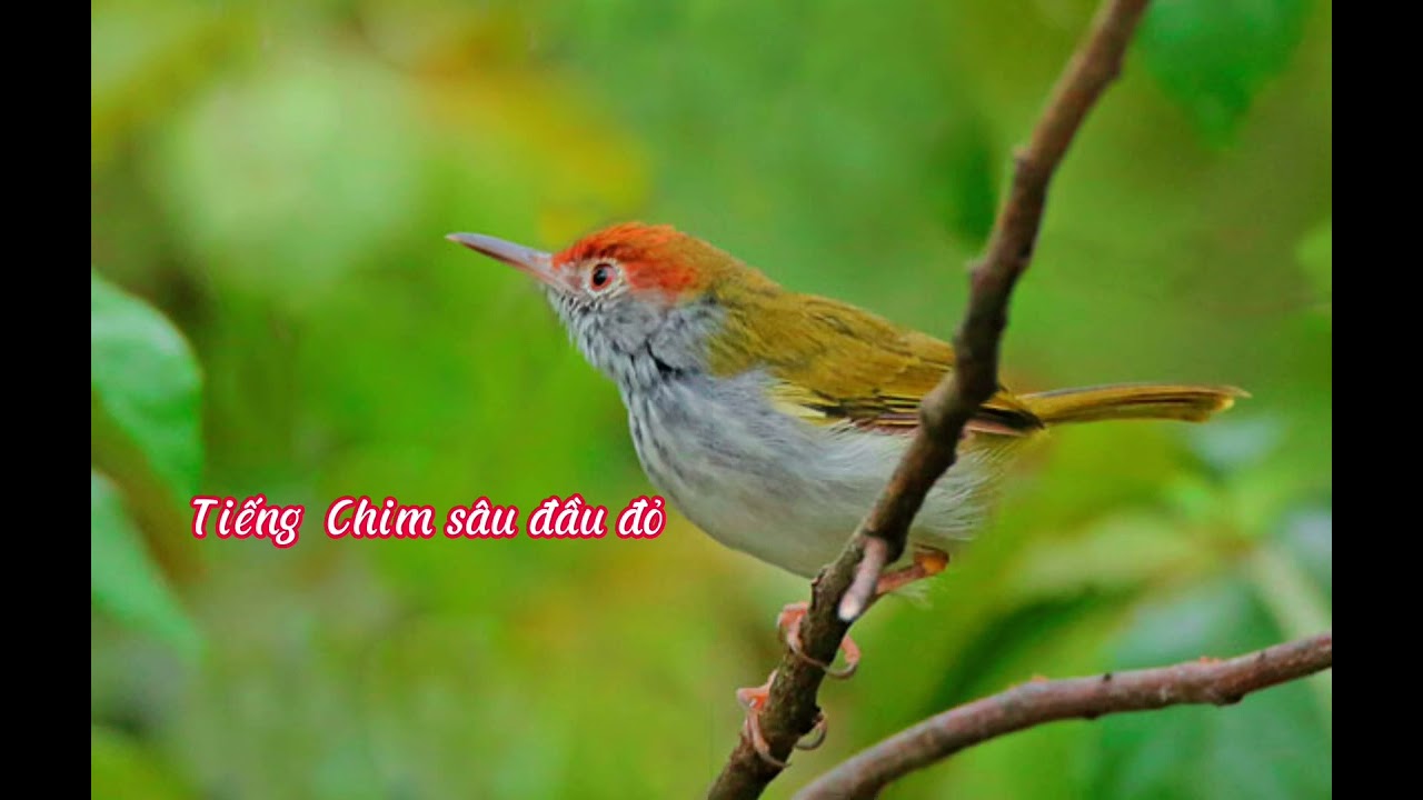 Tiếng Hót Chim Sâu Đầu Đỏ Gallery 1