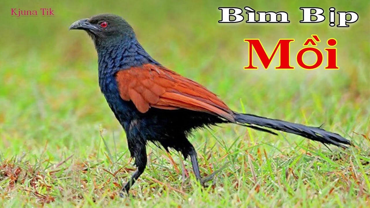Tiếng Bìm Bịp Gọi Bầy Gallery 1
