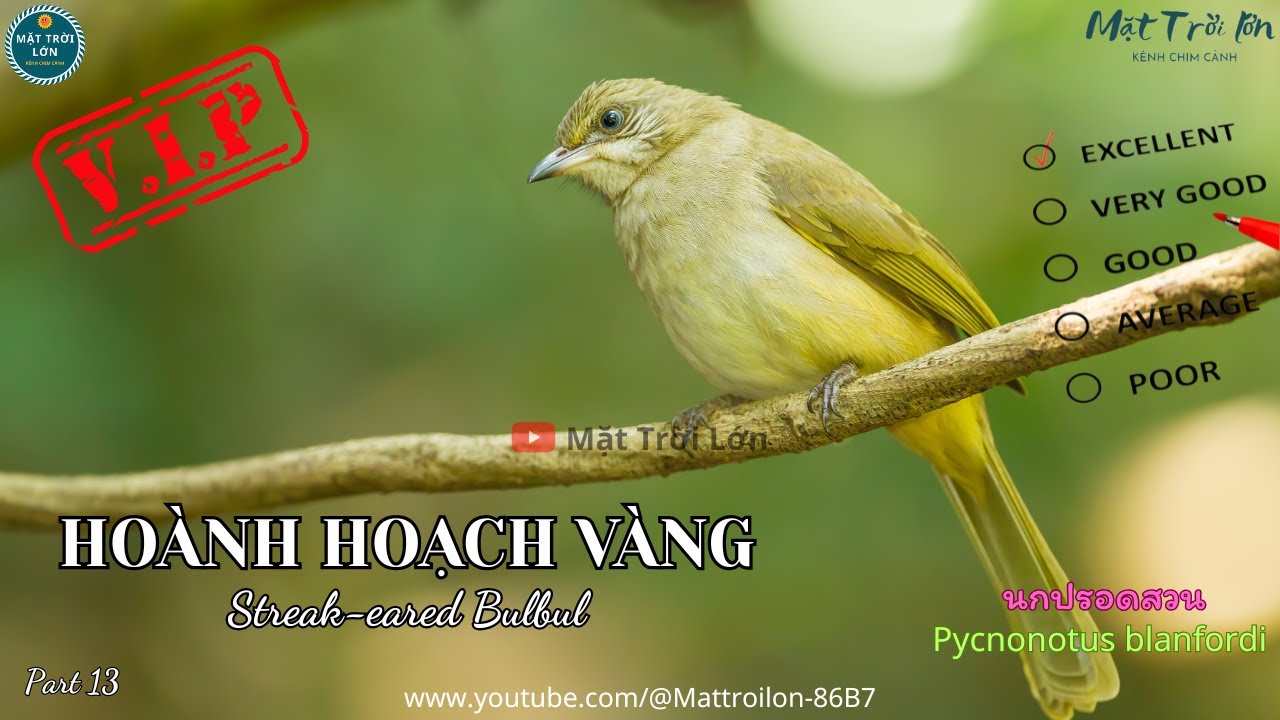 Tiếng Chim Hoạch Vàng Gallery 1