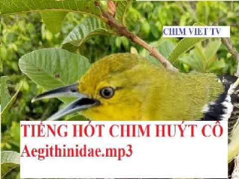 Tiếng Chim Vàng Nghệ Gallery 1