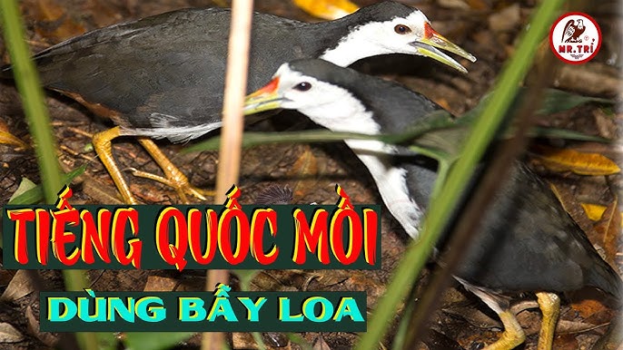 Tiếng Quốc Kêu Mồi Mái Gallery 1