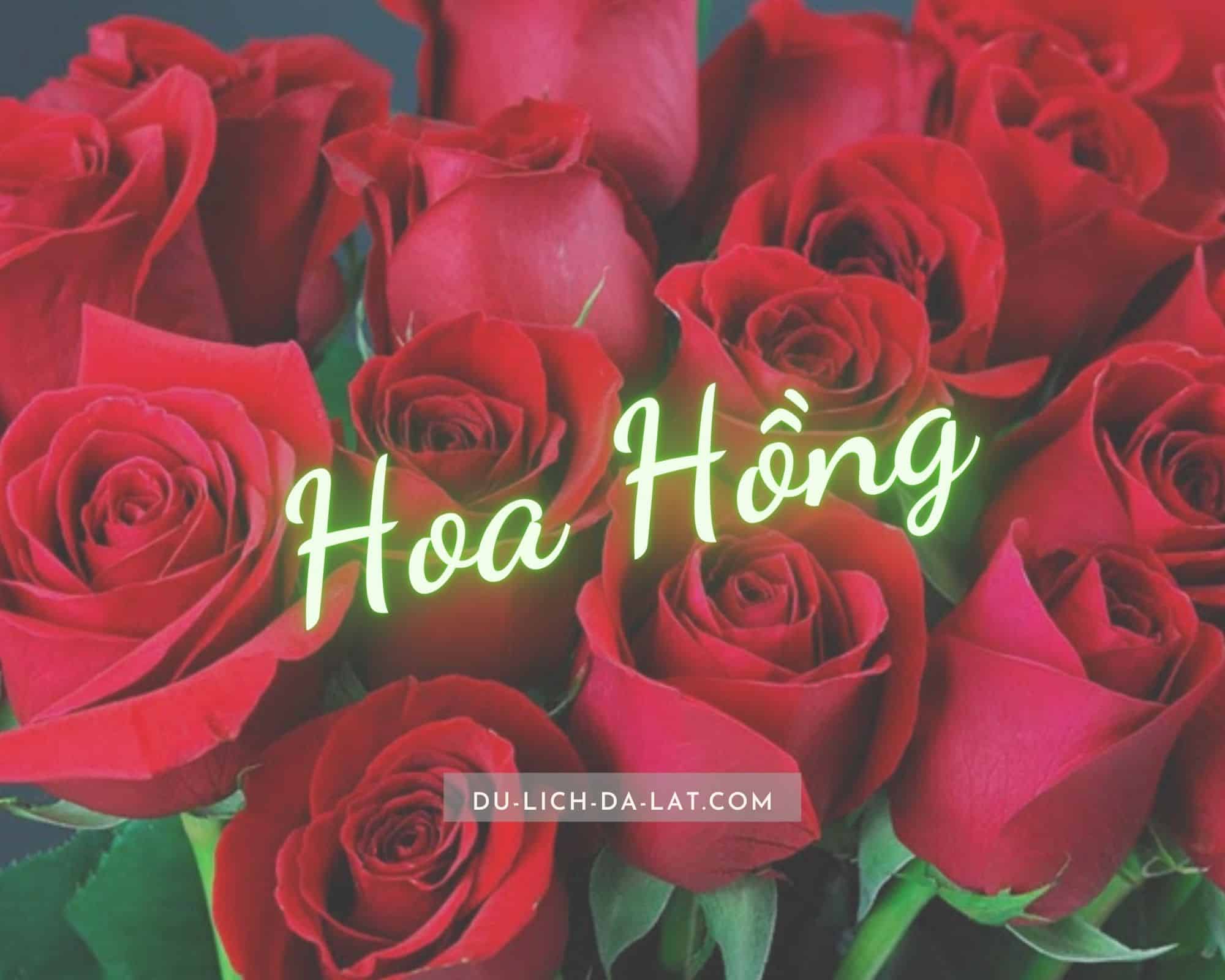 Hoa Hồng - Vẻ Đẹp Quyến Rũ Và Ý Nghĩa Gallery 2