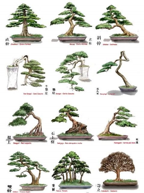 Dáng Cây Bonsai: Hướng Dẫn Chọn Và Chăm Sóc