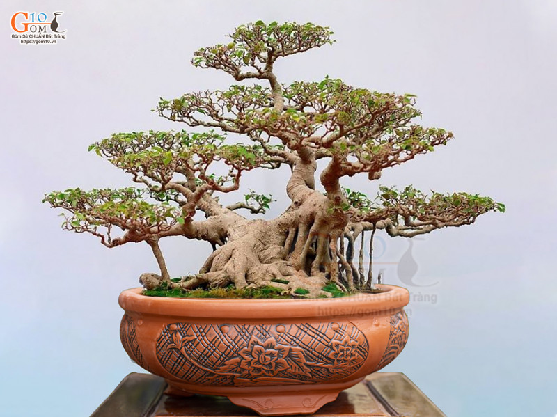 Dáng Cây Bonsai: Hướng Dẫn Chọn Và Chăm Sóc Gallery 2