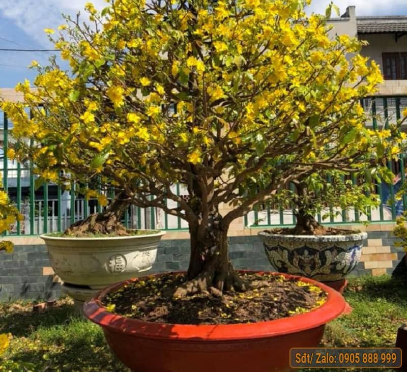 Dáng Cây Mai Đẹp