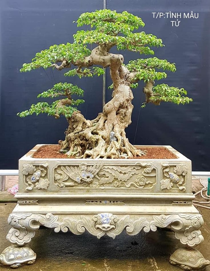 Dáng Cây Mẫu Tử: Đặc Điểm, Ý Nghĩa và Cách Trồng