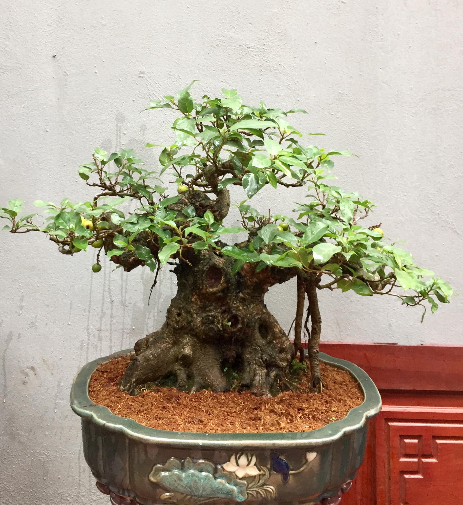 Dáng Cây Sung Đẹp