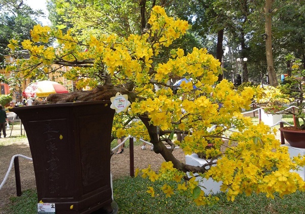 Dáng Mai Vàng Đẹp