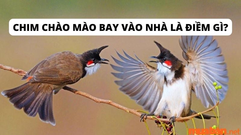Chào Mào Bay Vào Nhà Đánh Con Gì? Gallery 2