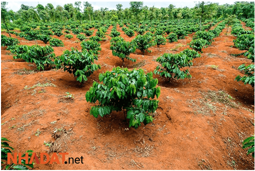 Đất Feralit ở đới nhiệt đới gió mùa chiếm diện tích lớn chủ yếu do tác động của