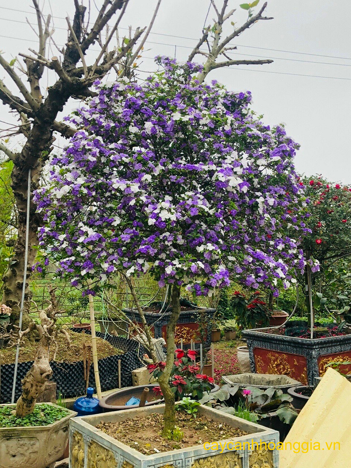 Làm sao để cây nhài Nhật ra nhiều hoa? Gallery 2