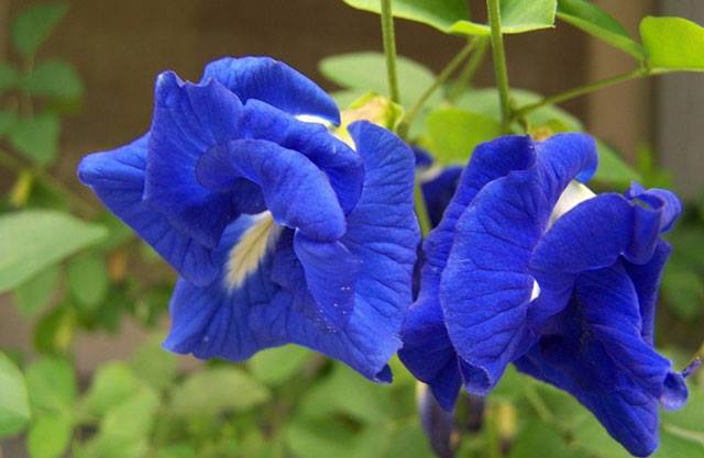 Đậu Biếc Có Tác Dụng Gì?