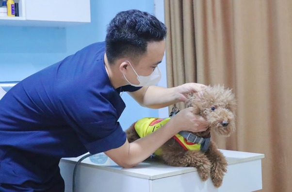 Chó bó bột trong bao lâu? Gallery 2