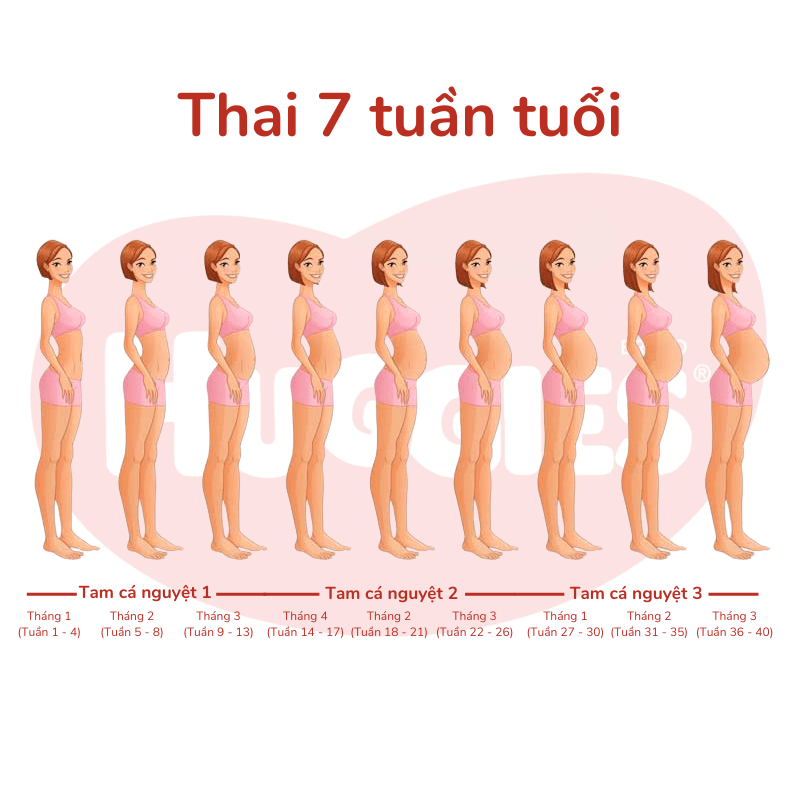 Thai 7 tuần mẹ có cảm nhận được tim thai không? Gallery 2
