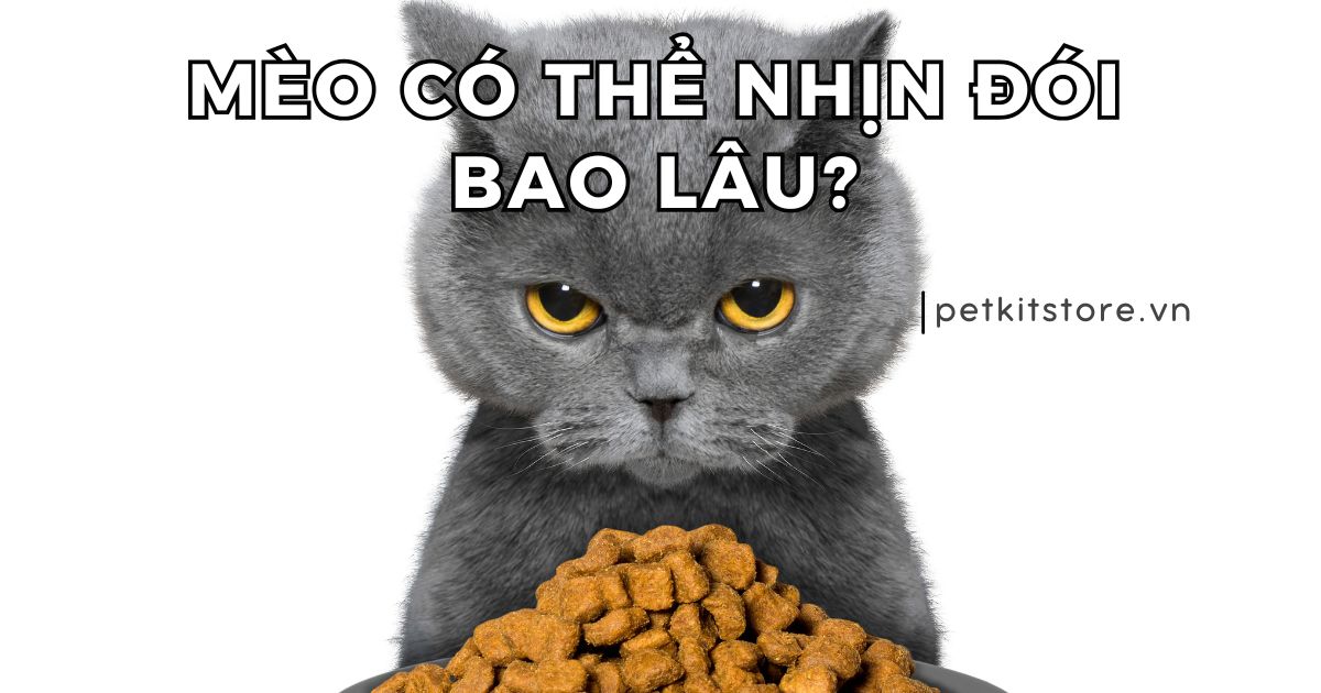 Mèo Nhịn Ăn Được Bao Lâu? Gallery 2