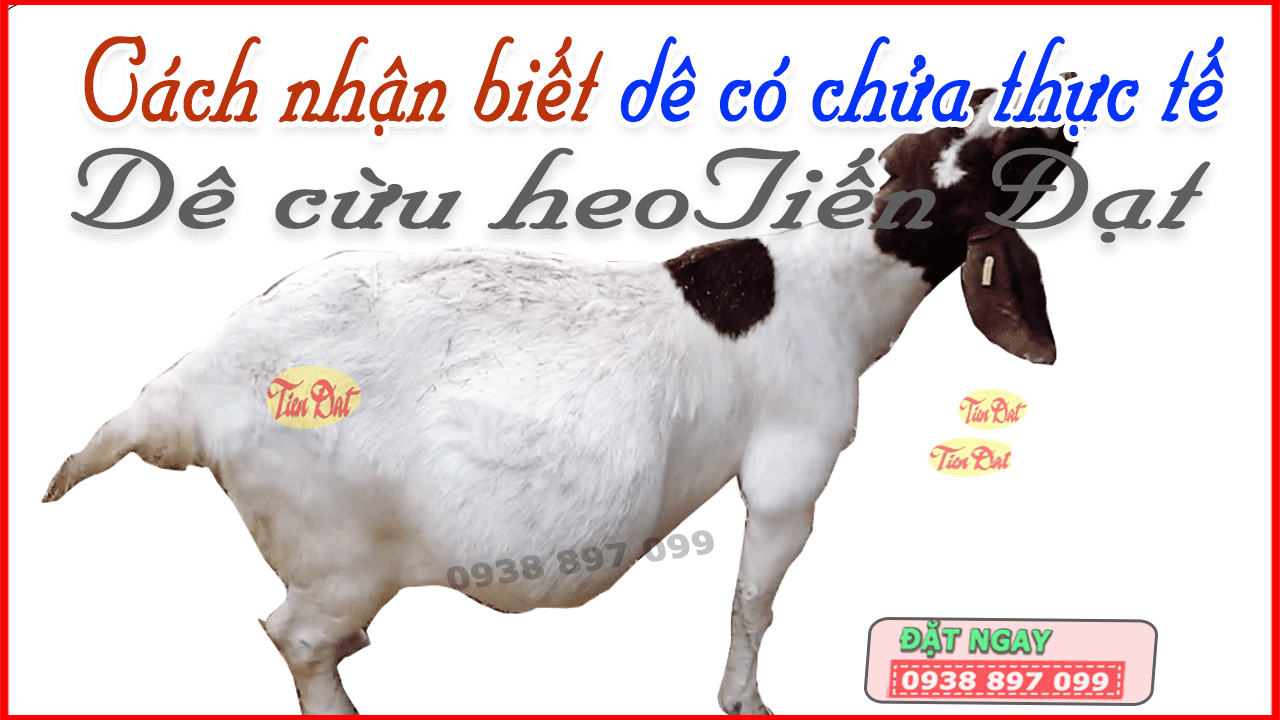 Dê Chửa Mấy Tháng? Gallery 1