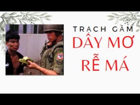 Dây Mơ Rễ Má: Công Dụng, Tác Dụng Phụ Và Cách Sử Dụng